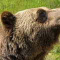 golden-bc-69.jpg
