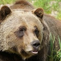 golden-bc-75.jpg