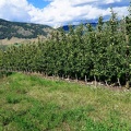okanagan-40.jpg
