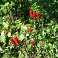 revelstoke-012.jpg