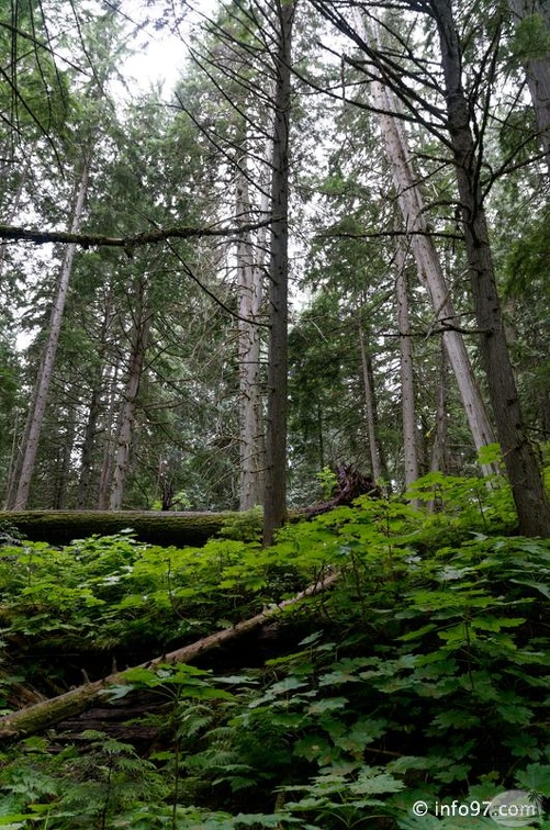 revelstoke-102.jpg