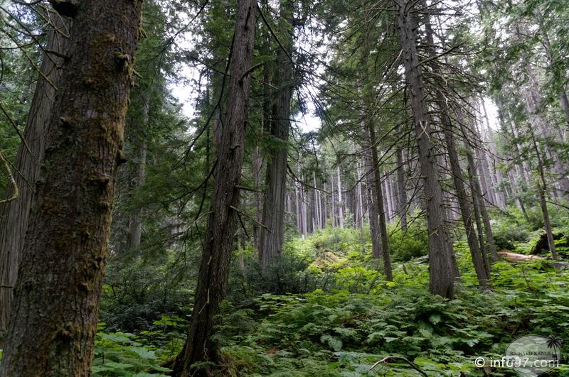 revelstoke-105.jpg