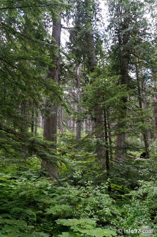 revelstoke-112.jpg