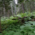 revelstoke-117.jpg