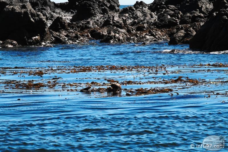 tofino-BC-baleine-01.jpg