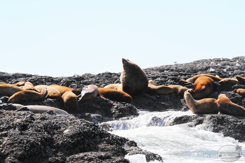 tofino-BC-baleine-02.jpg