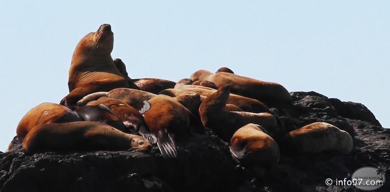 tofino-BC-baleine-14.jpg