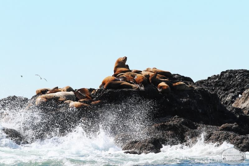 tofino-BC-baleine-15.jpg