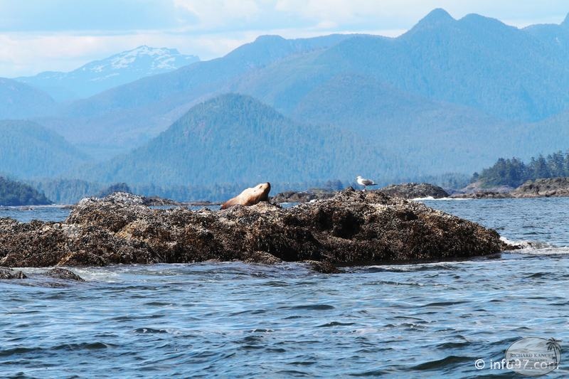 tofino-BC-baleine-17.jpg