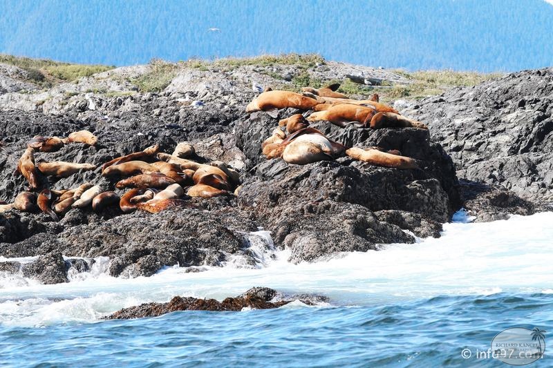 tofino-BC-baleine-18.jpg
