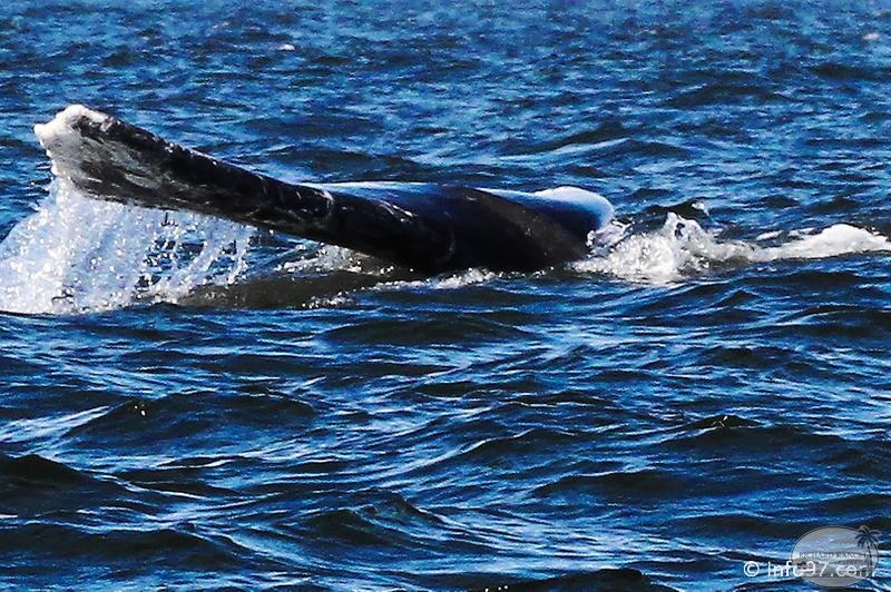 tofino-BC-baleine-19.jpg
