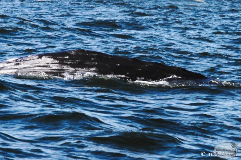 tofino-BC-baleine-21.jpg