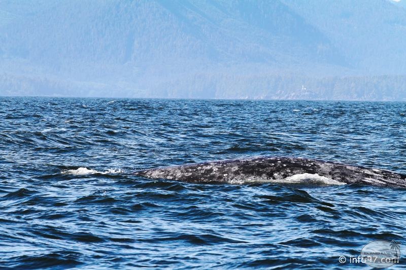 tofino-BC-baleine-22.jpg