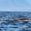 tofino-BC-baleine-22.jpg
