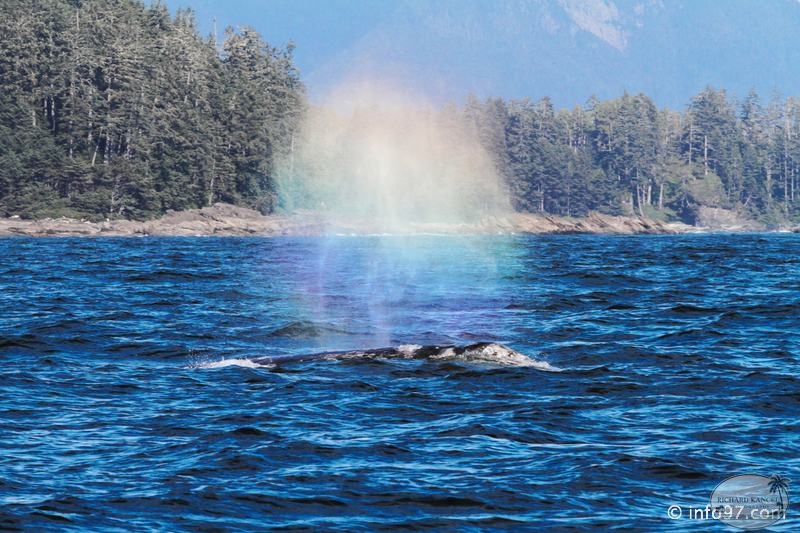tofino-BC-baleine-23.jpg