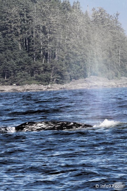 tofino-BC-baleine-24.jpg