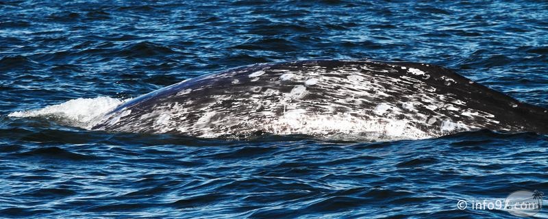 tofino-BC-baleine-25.jpg
