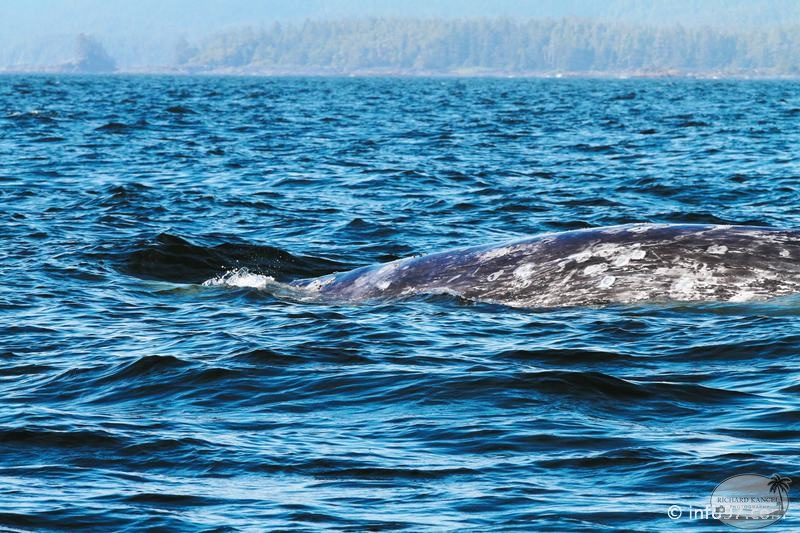 tofino-BC-baleine-26.jpg
