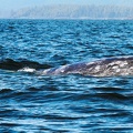 tofino-BC-baleine-26.jpg