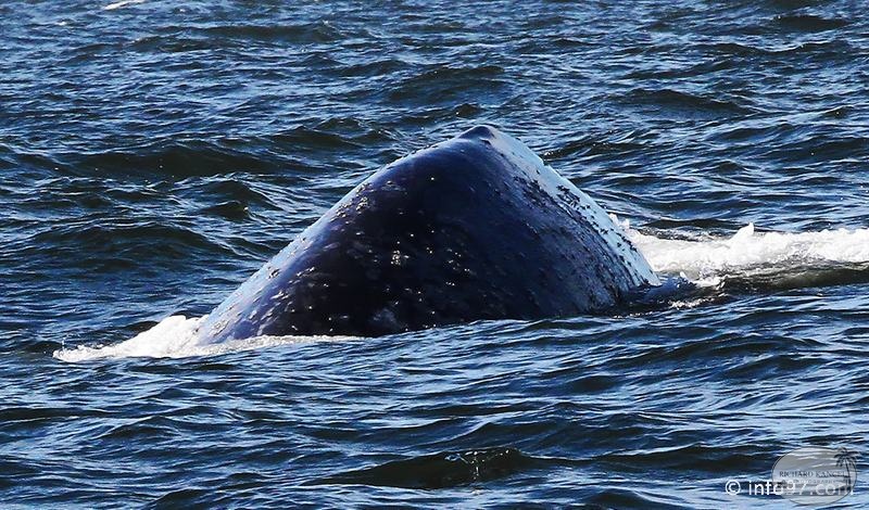tofino-BC-baleine-27.jpg