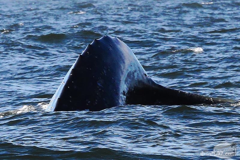 tofino-BC-baleine-29.jpg