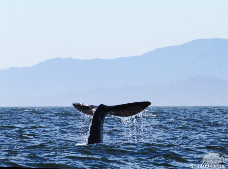 tofino-BC-baleine-30.jpg