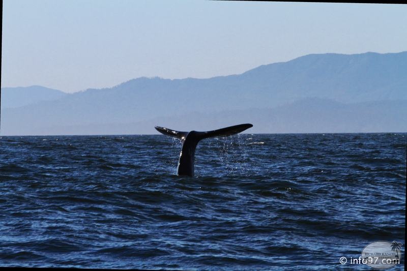 tofino-BC-baleine-31.jpg