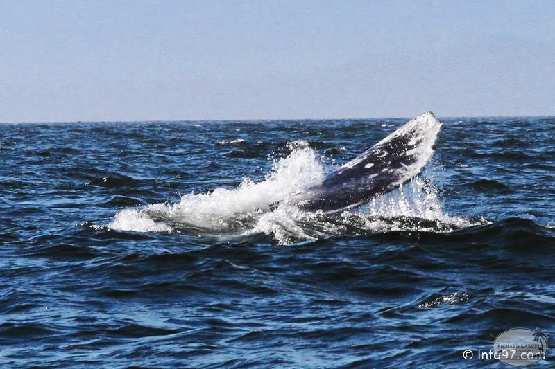 tofino-BC-baleine-37.jpg