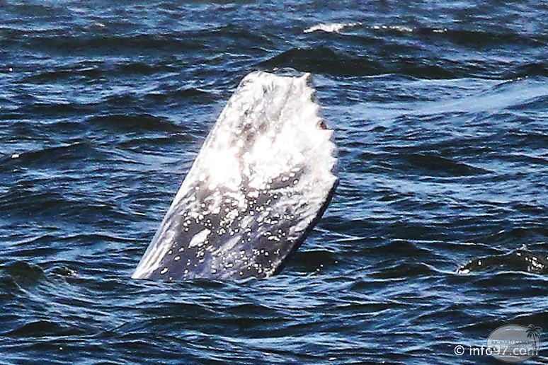 tofino-BC-baleine-38.jpg