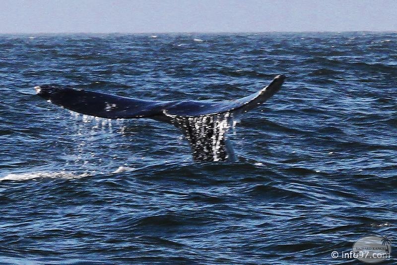 tofino-BC-baleine-39.jpg