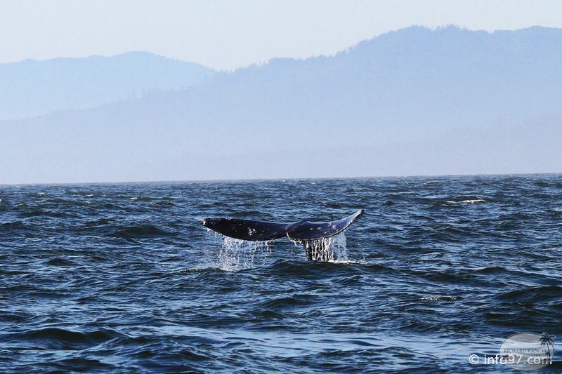 tofino-BC-baleine-40.jpg