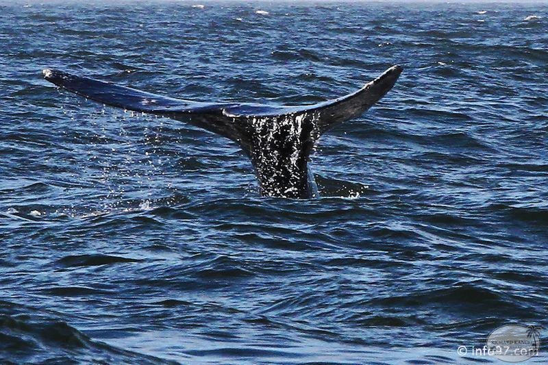 tofino-BC-baleine-41.jpg