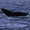 tofino-BC-baleine-42.jpg