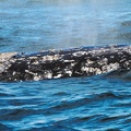 tofino-BC-baleine-43.jpg