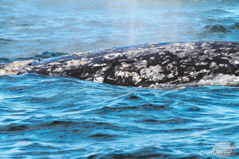 tofino-BC-baleine-44.jpg