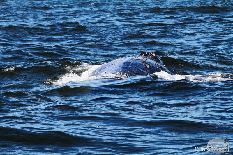 tofino-BC-baleine-45.jpg