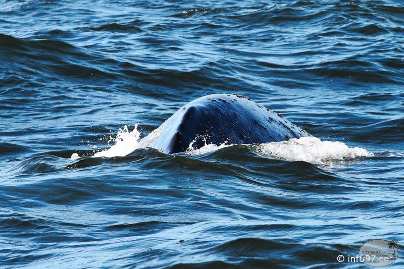 tofino-BC-baleine-48.jpg