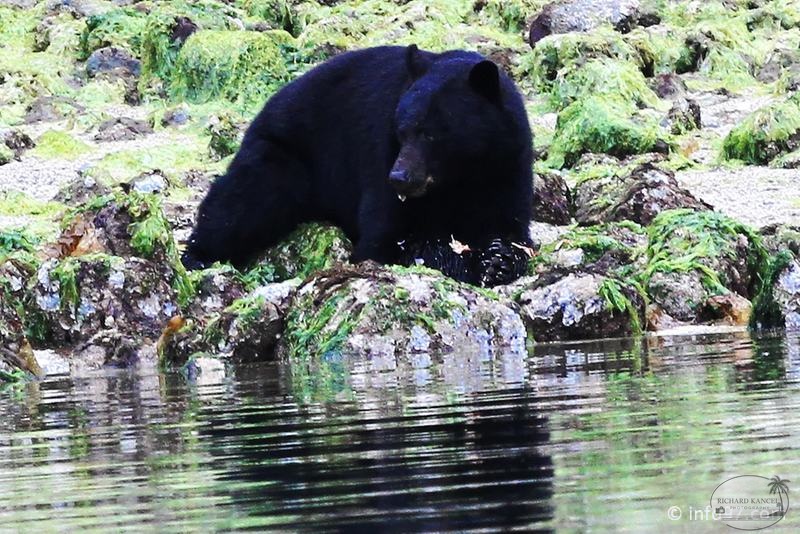 tofino-BC-ours-02.jpg