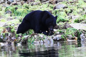 tofino-BC-ours-03