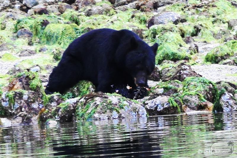 tofino-BC-ours-03.jpg