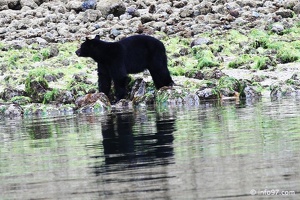 tofino-BC-ours-04