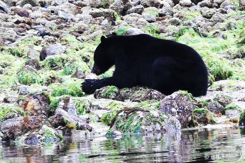 tofino-BC-ours-09.jpg