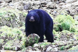 tofino-BC-ours-11