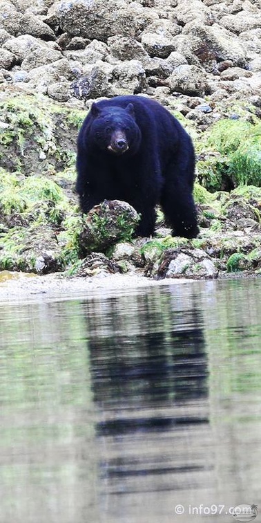 tofino-BC-ours-12.jpg