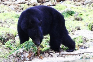 tofino-BC-ours-16