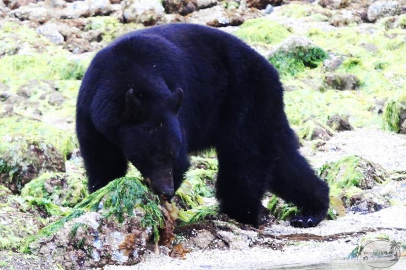 tofino-BC-ours-16.jpg