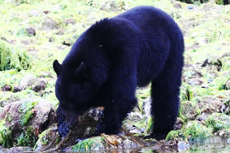 tofino-BC-ours-18.jpg