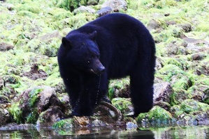 tofino-BC-ours-19