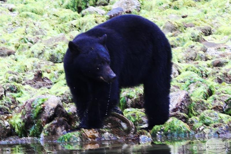 tofino-BC-ours-19.jpg