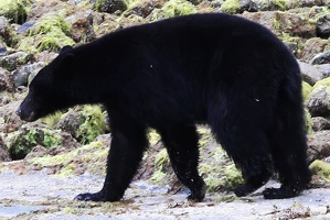 tofino-BC-ours-21